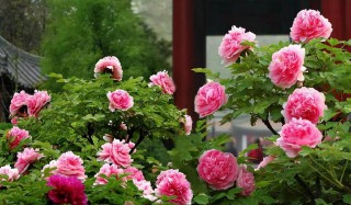 最近梦见死去的亲人是什么意思（ 梦见活着的亲人死了 ）