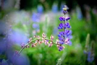 最近梦见死去的亲人是什么意思（ 梦见活着的亲人死了 ）