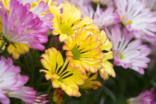 最近梦见死去的亲人是什么意思（ 梦见活着的亲人死了 ）