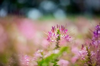 最近梦见死去的亲人是什么意思（ 梦见活着的亲人死了 ）