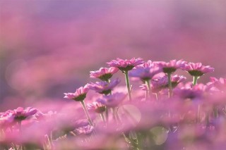 最近梦见死去的亲人是什么意思（ 梦见活着的亲人死了 ）