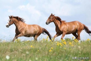 2024年生肖运势（ 十二生肖运势2024年运程免费 ）