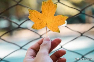 2024年生肖运势（ 十二生肖运势2024年运程免费 ）