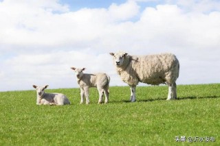 2024年生肖运势（ 十二生肖运势2024年运程免费 ）