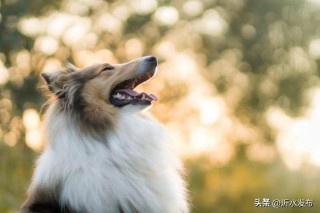 2024年生肖运势（ 十二生肖运势2024年运程免费 ）