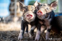 2024年生肖运势（ 十二生肖运势2024年运程免费 ）