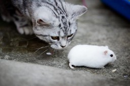 十二生肖中为什么没有猫?（ 猫在十二生肖中代表哪个生肖 ）