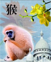 生肖属相为什么只有十二个属相（ 属马的和什么属相最配 ）