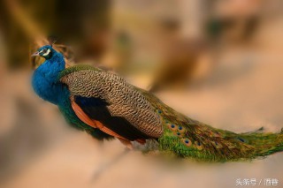 梦见孔雀开屏什么预兆女性（ 梦见很多孔雀是什么预兆 ）