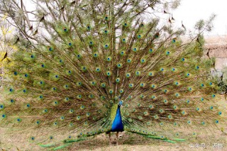 梦见孔雀开屏什么预兆女性（ 梦见很多孔雀是什么预兆 ）