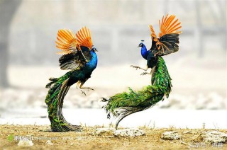 梦见孔雀开屏什么预兆女性（ 梦见很多孔雀是什么预兆 ）