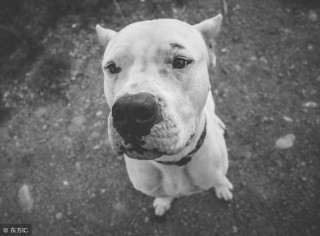 梦见被黑狗咬了预示着什么（ 女人梦见被黑狗咬手什么预兆 ）