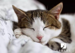 晚上睡觉做梦好不好（ 做梦吓醒了有什么征兆 ）