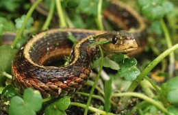 女人梦到被蛇咬脚是什么意思（女人梦见被蛇咬住脚不放）