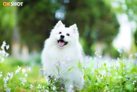 欲钱买忠心耿耿是什么生肖（忠心耿耿是指什么生肖）