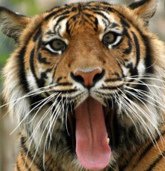 2010属什么生肖年（2010属虎今年几岁）