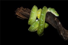 女人梦见很多蛇（女人梦见满地都是蛇在爬）