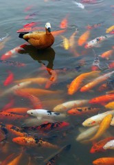 周公解梦鱼塘抓鱼（ 梦见放鱼进鱼塘 ）