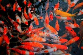 周公解梦鱼塘抓鱼（ 梦见放鱼进鱼塘 ）