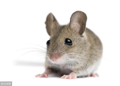 生肖的来历及相关的歇后语（ 十二生肖歇后语集锦 ）