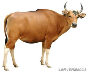 十二生肖是哪些动物（ 中国的十二生肖有哪些 ）