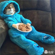 梦见被猫挠是什么预兆（ 梦见被猫咬怎么化解 ）