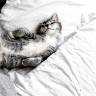 梦见被猫挠是什么预兆（ 梦见被猫咬怎么化解 ）