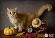 梦见被猫挠是什么预兆（ 梦见被猫咬怎么化解 ）