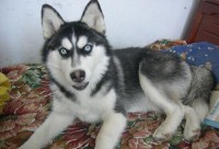 梦到狗咬人是什么预兆（ 梦见狗咬狗出血 ）