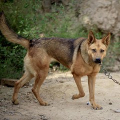 梦到狗咬人是什么预兆（ 梦见狗咬狗出血 ）