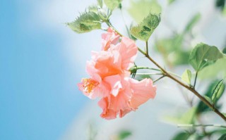 夜夜笙歌是什么生肖动物（ 夜夜笙歌打一准生肖吧 ）