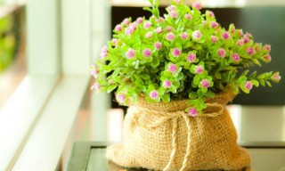 夜夜笙歌是什么生肖动物（ 夜夜笙歌打一准生肖吧 ）