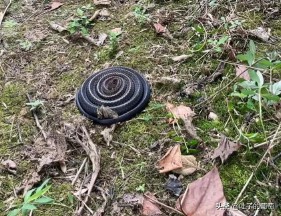 盘成一团来休息的生肖是什么生肖（ 抱成一团打一生肖 ）