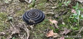 盘成一团来休息的生肖是什么生肖（ 抱成一团打一生肖 ）