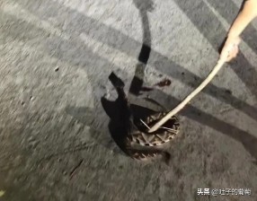 盘成一团来休息的生肖是什么生肖（ 抱成一团打一生肖 ）