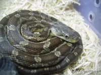 盘成一团来休息的生肖是什么生肖（ 抱成一团打一生肖 ）