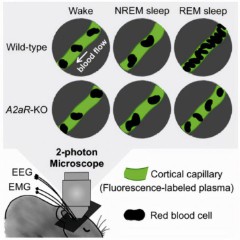 每晚上睡觉做梦好不好（ 晚上睡觉爱做梦是什么原因 ）
