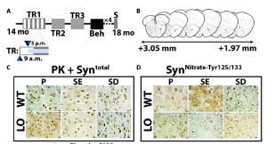 每晚上睡觉做梦好不好（ 晚上睡觉爱做梦是什么原因 ）
