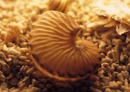 2010生肖虎是什么命（ 几点出生的老虎最凶 ）