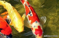 梦到鸡是什么意思（ 梦见得到了一只母鸡 ）