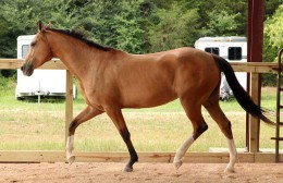 十二生肖有哪些是家畜的动物（ 有几个生肖属家畜的 ）