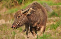 十二生肖有哪些是家畜的动物（ 有几个生肖属家畜的 ）