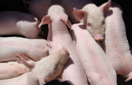 十二生肖有哪些是家畜的动物（ 有几个生肖属家畜的 ）