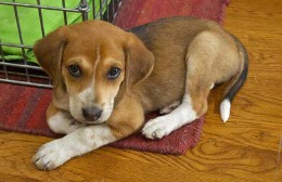 十二生肖有哪些是家畜的动物（ 有几个生肖属家畜的 ）