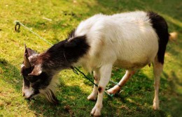 十二生肖有哪些是家畜的动物（ 有几个生肖属家畜的 ）