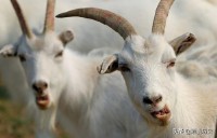 属羊的命运一生怎么样（ 属羊的人一生命运如何 ）