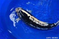 2013年是什么生肖年份（ 13年1月出生的今年几岁 ）