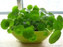 2013年是什么生肖年份（ 13年1月出生的今年几岁 ）