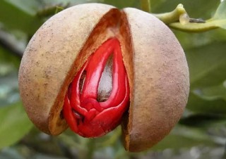 豆蔻年华的豆蔻是什么意思（ 怎样形容豆蔻年华的少女 ）