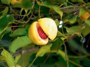 豆蔻年华的豆蔻是什么意思（ 怎样形容豆蔻年华的少女 ）